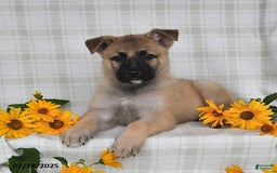 German Shepherd dogs for sale: Karlos - Image 3