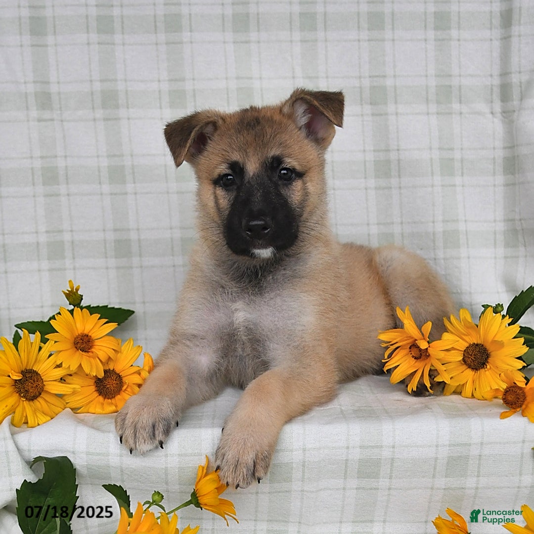 German Shepherd dogs for sale: Karlos - Image 3