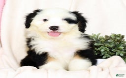 Mini Bernedoodle dogs for sale: Snow White - Image 1