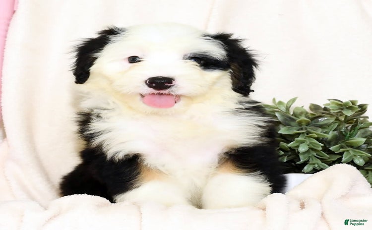 Mini Bernedoodle dogs for sale - Ad 1