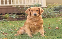 Golden Retriever dogs for sale: April - Image 10