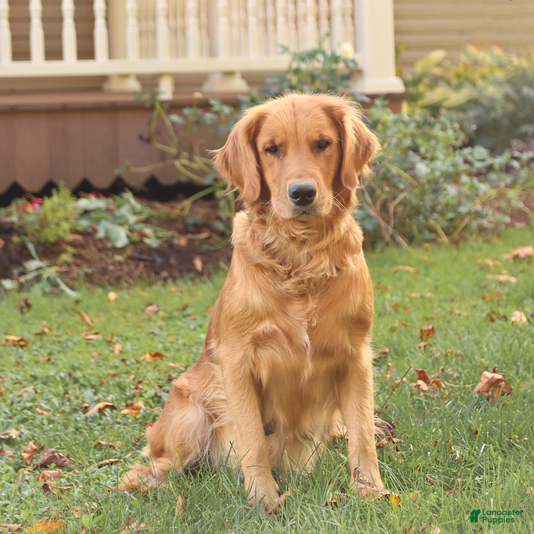Golden Retriever dogs for sale: April - Image 10