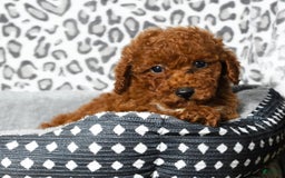 Cavapoo dogs for sale: Finn - Image 12