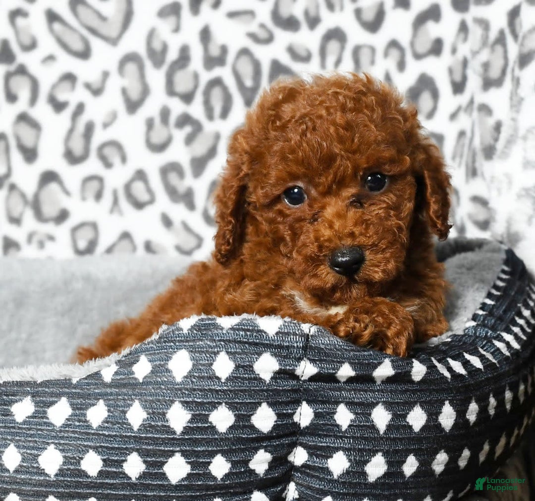 Cavapoo dogs for sale: Finn - Image 12