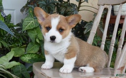 Welsh Corgi Pembroke dogs for sale: Fletcher - Image 1