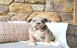 Olde English Bulldogge dogs for sale: Pearl - Image 11