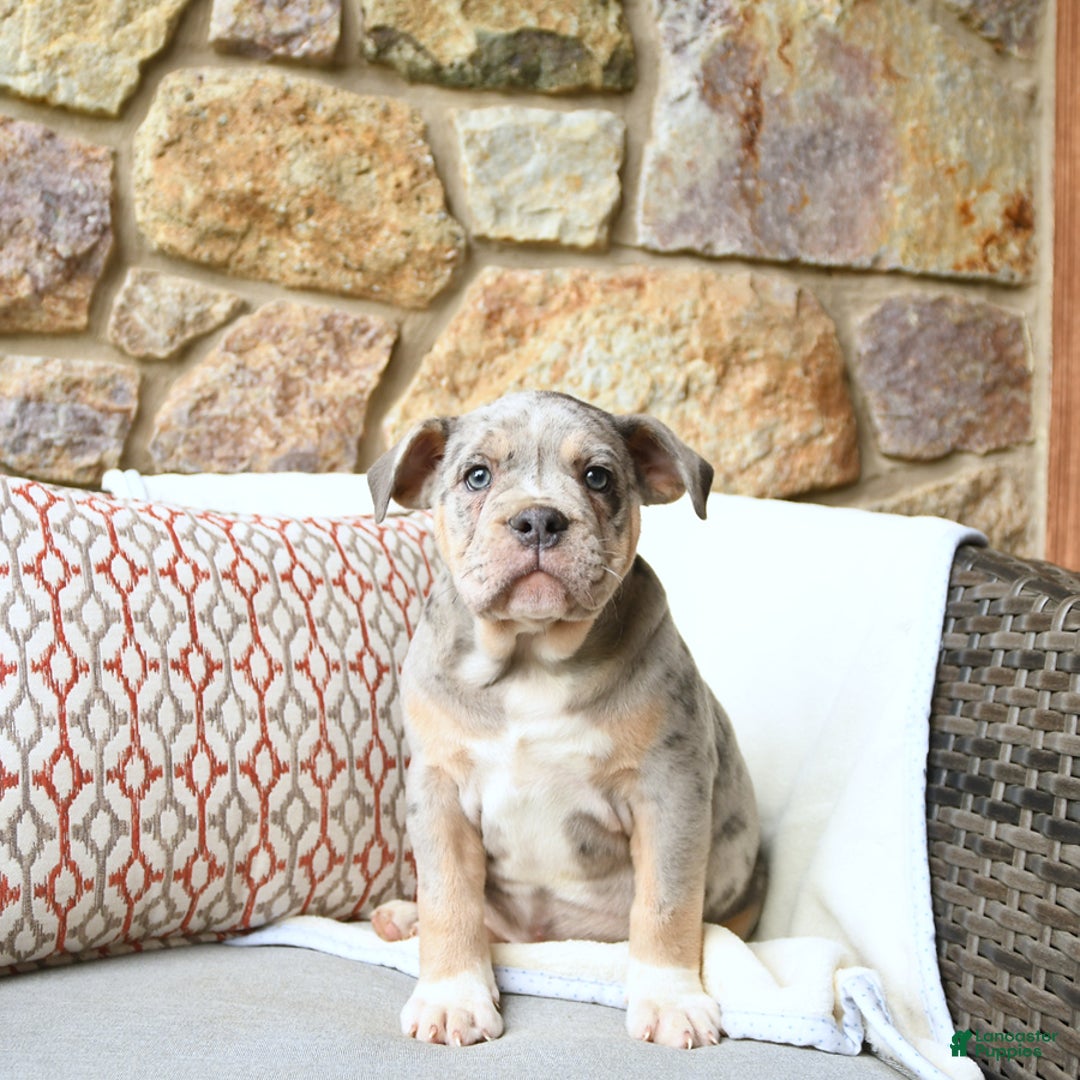 Olde English Bulldogge dogs for sale: Pearl - Image 11