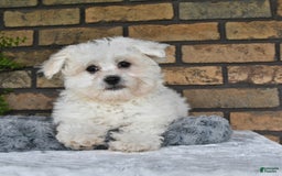 Havapoo dogs for sale: Thomas - Image 1