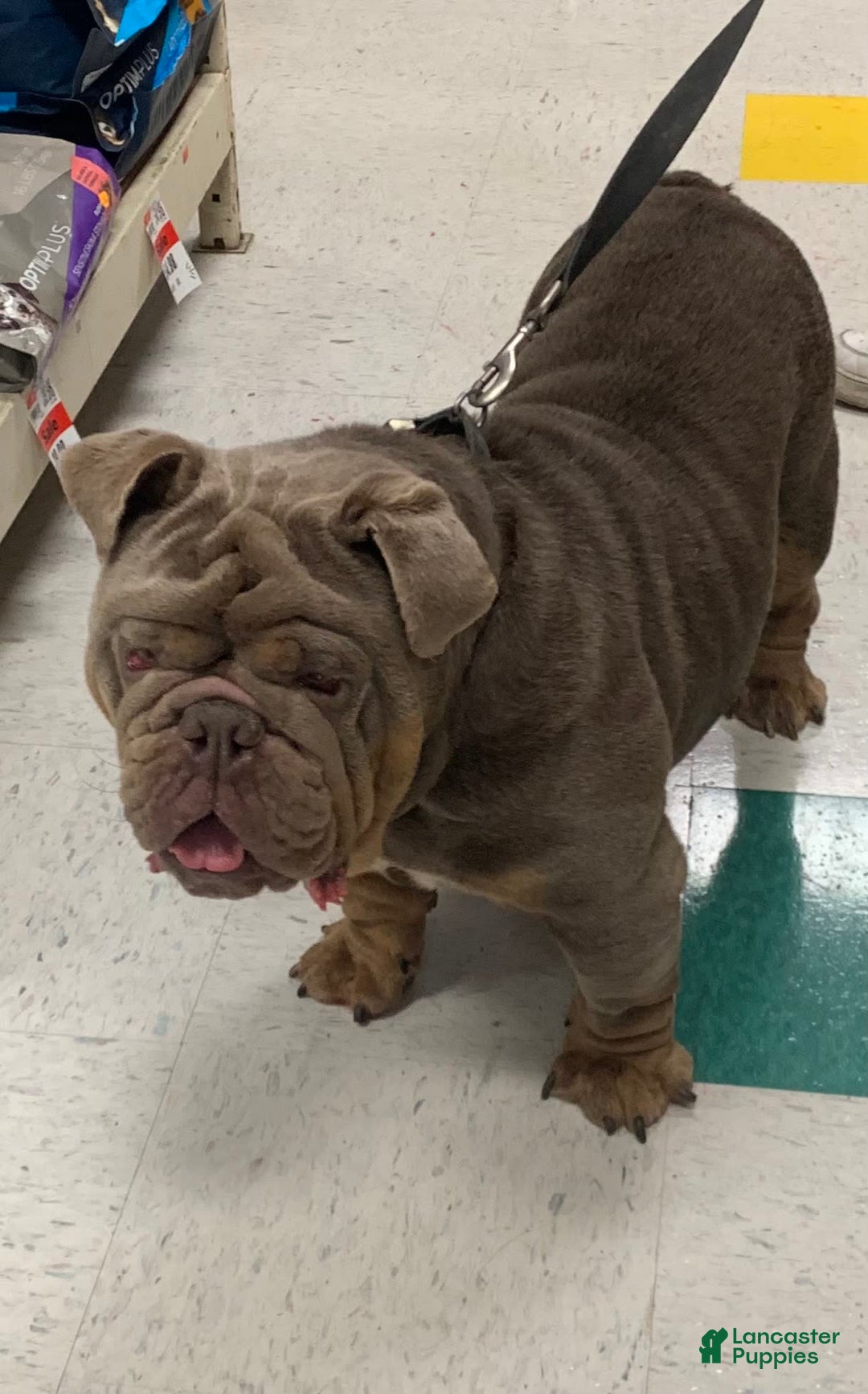 English Bulldog dogs for stud: Simba - Image 6