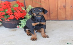 Doberman Pinscher dogs for sale: Duke - Image 2