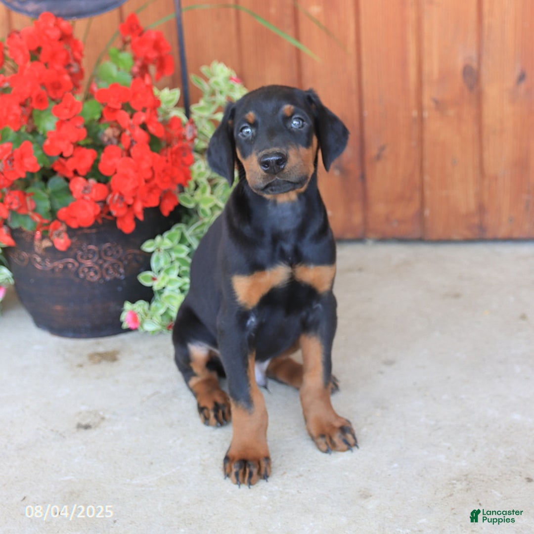 Doberman Pinscher dogs for sale: Duke - Image 2