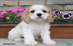 Cocker Spaniel dogs for sale: Ozzy - Image 2