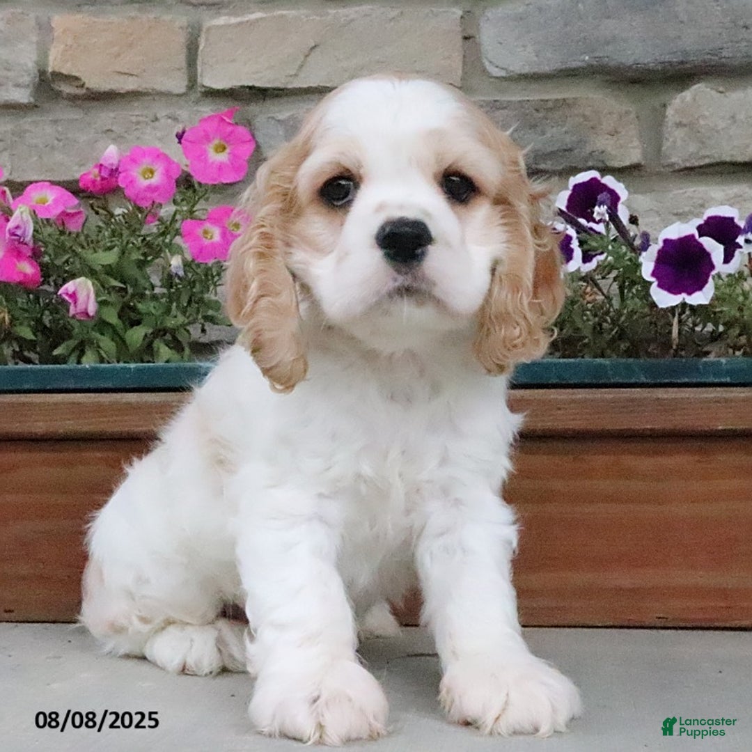 Cocker Spaniel dogs for sale: Ozzy - Image 2