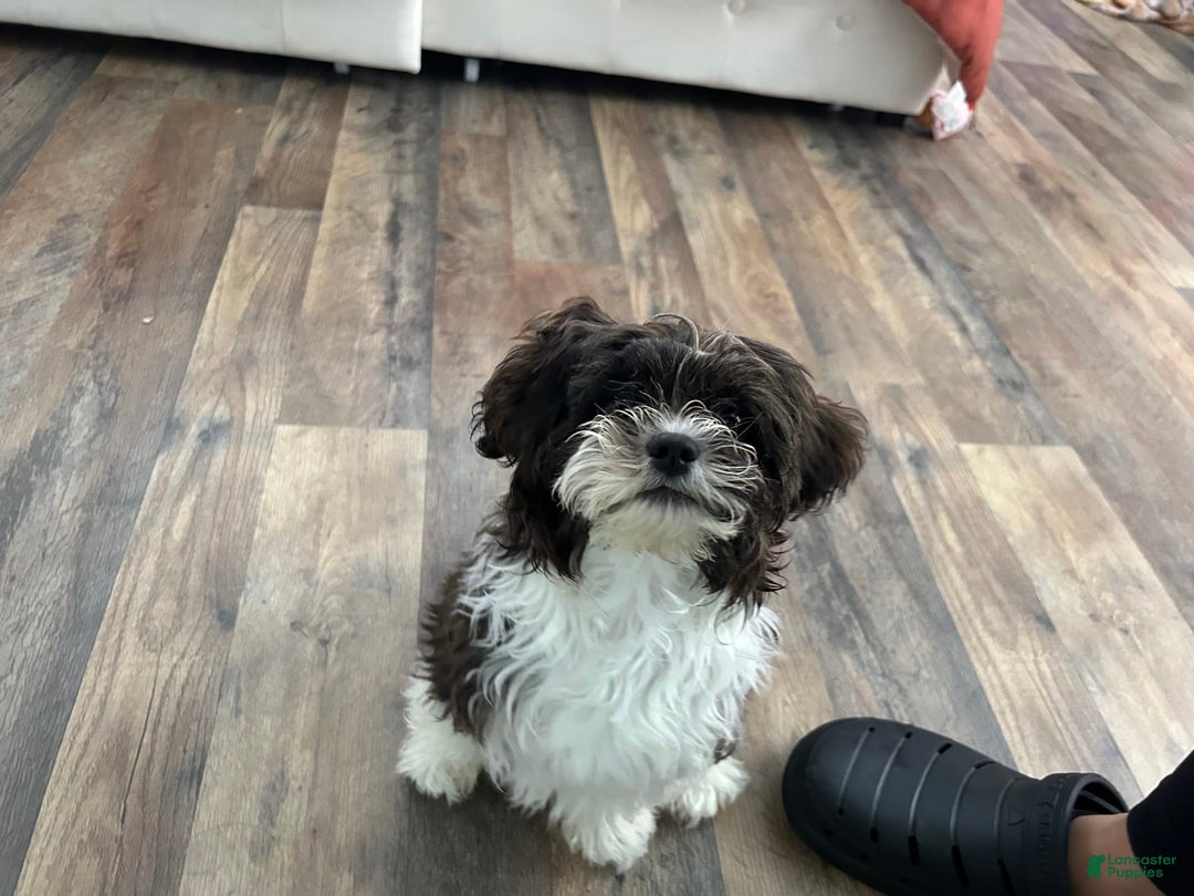 Shihpoo dogs for sale: Khloe - Image 2