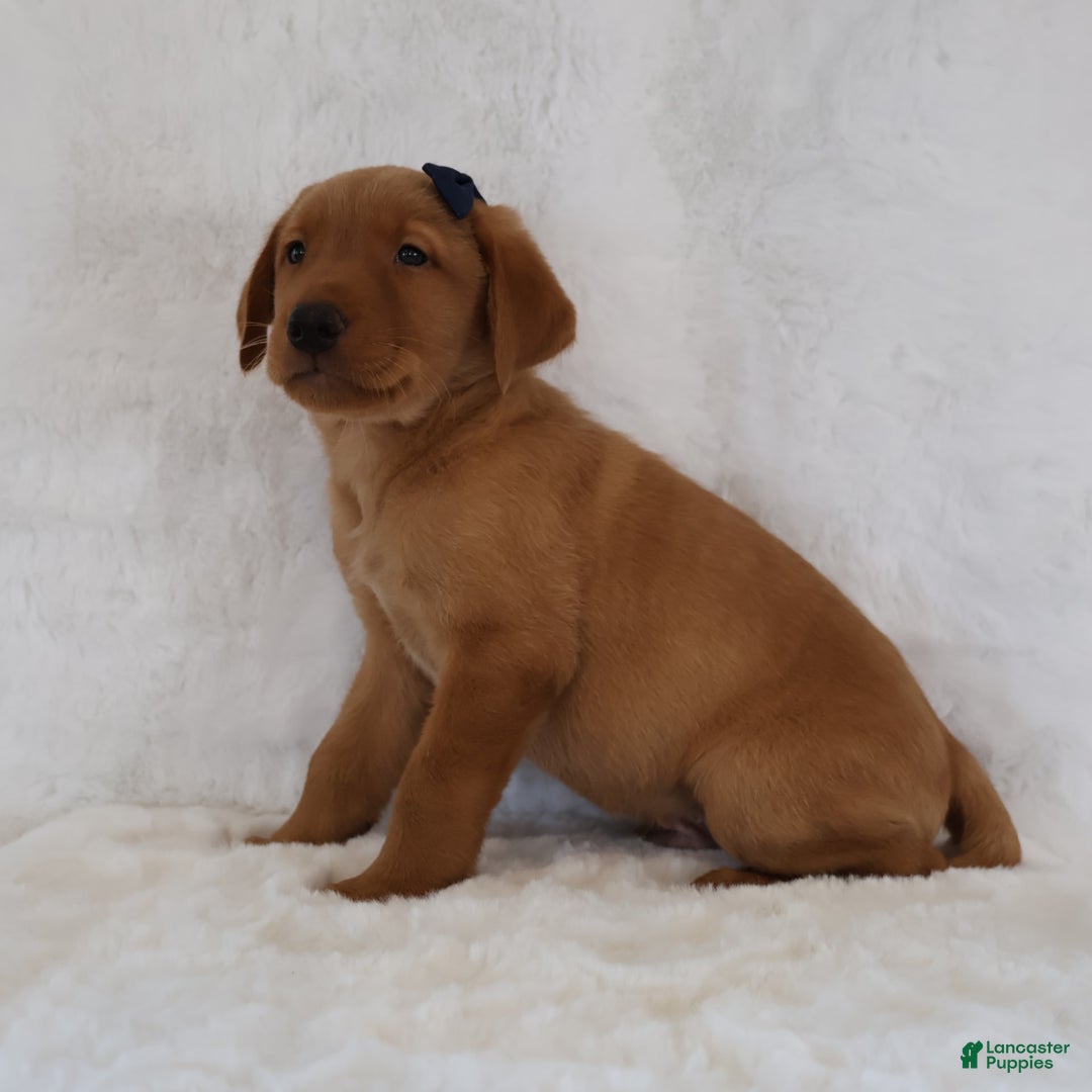 Labrador Retriever dogs for sale: Rocky - Image 3