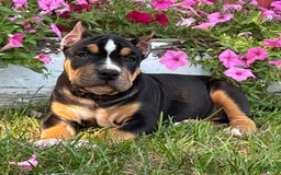 American Bully dogs for sale: Ryleigh - Image 2