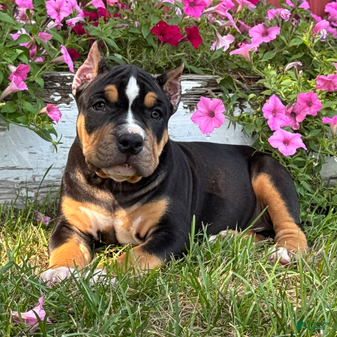 American Bully dogs for sale: Ryleigh - Image 2