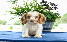 Cocker Spaniel dogs for sale: Bella - Image 3