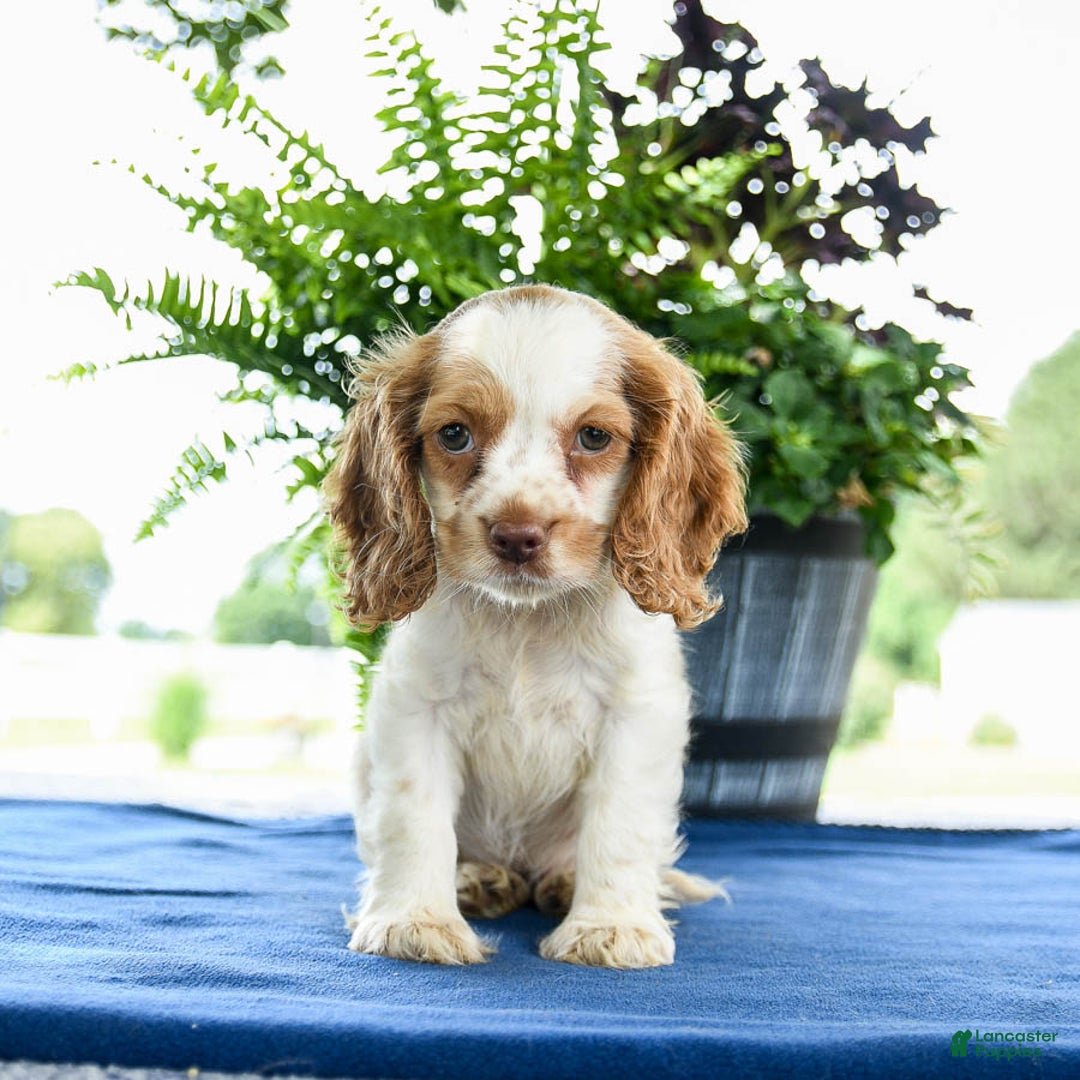 Cocker Spaniel dogs for sale: Bella - Image 3