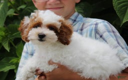 Miniature Poodle dogs for sale: Lily - Image 20