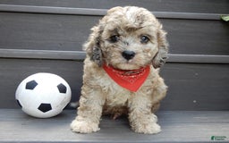 Cavapoo dogs for sale: Patches - Image 4