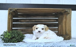Cavapoo dogs for sale: Zilda - Image 5