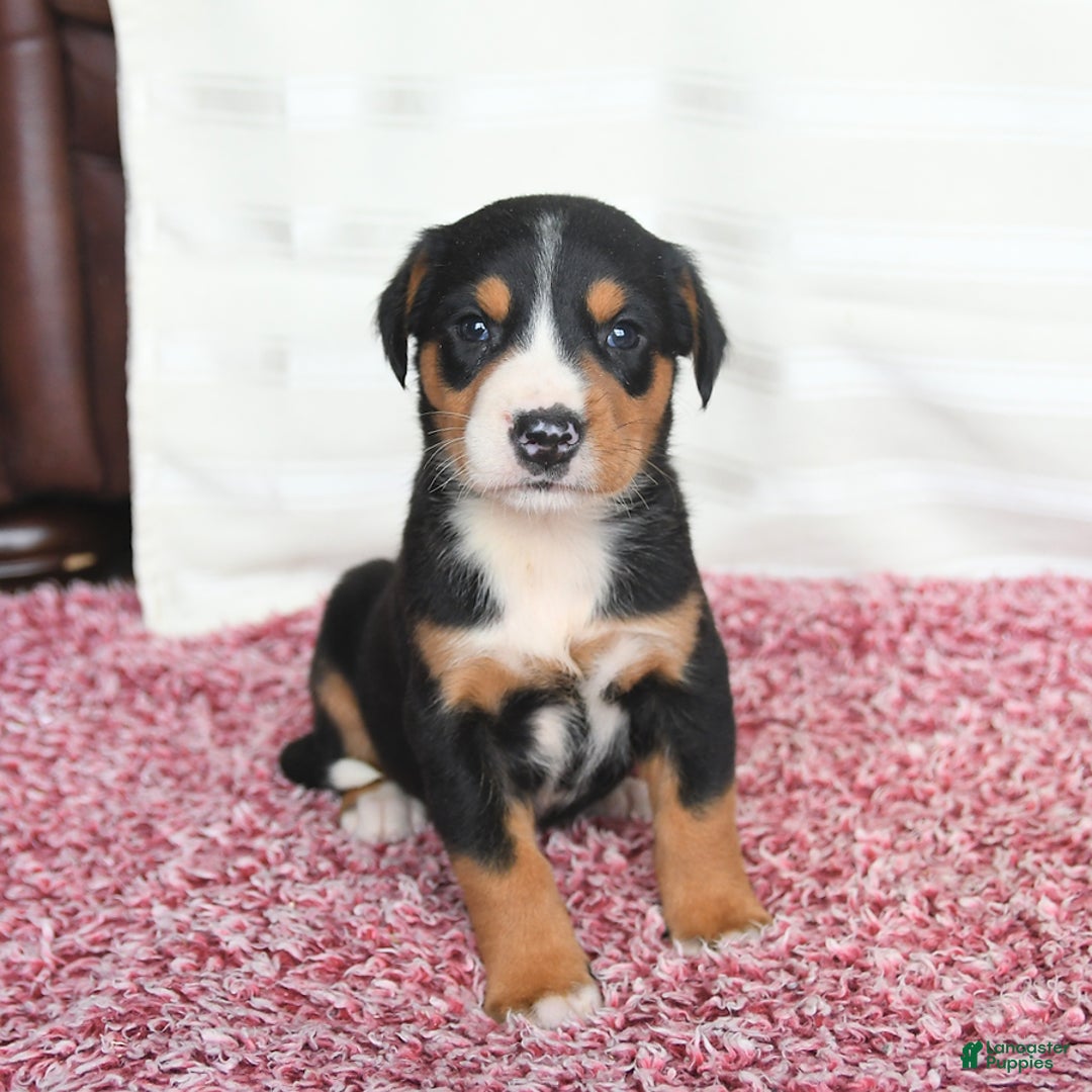 Greater Swiss Mountain Dog dogs for sale: Cheyenne - Image 1