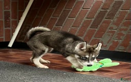 Siberian Husky dogs for sale: Shana - Image 4