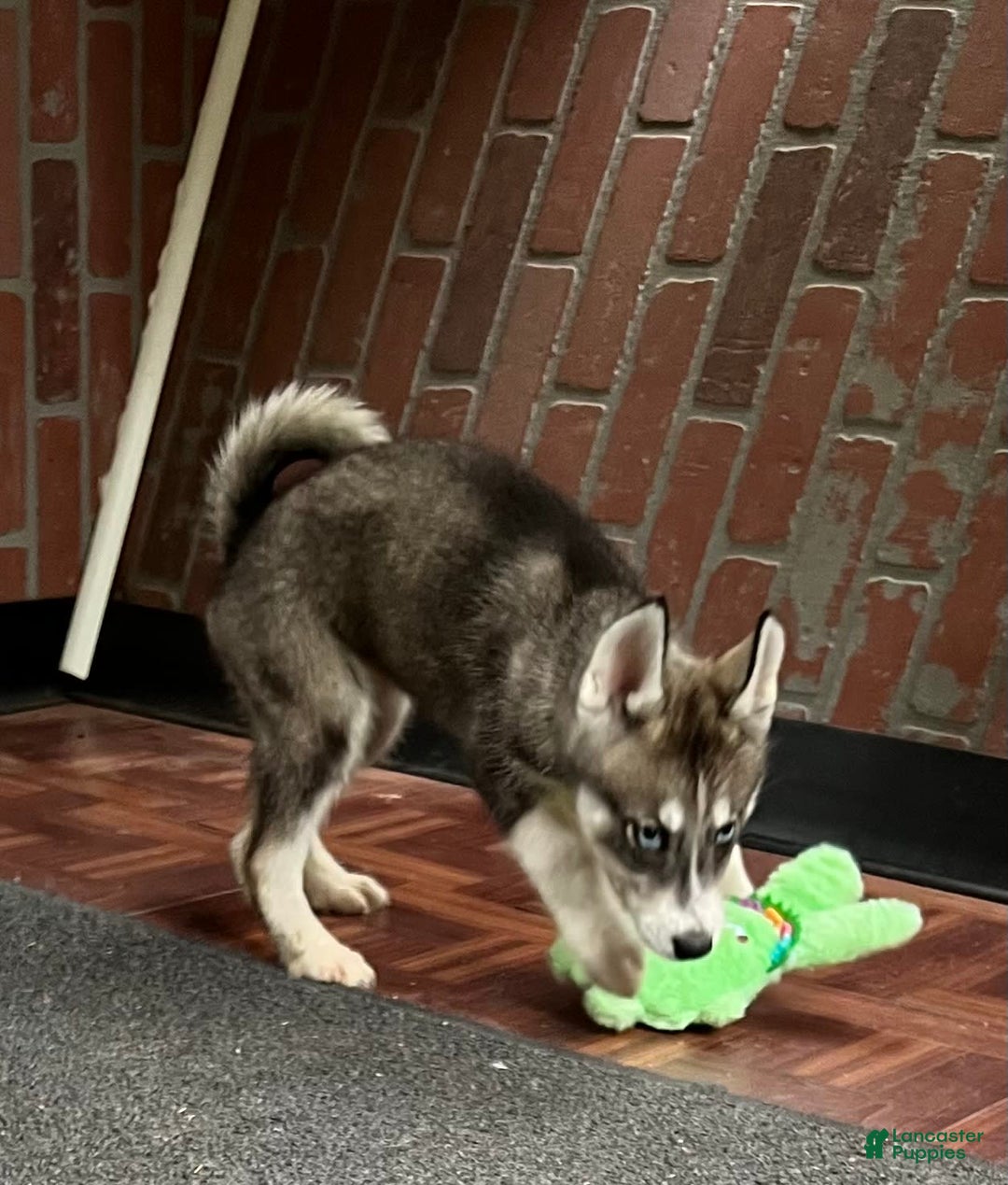 Siberian Husky dogs for sale: Shana - Image 4