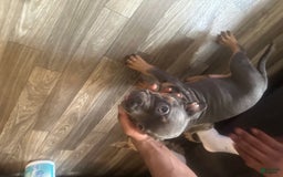 American Bully dogs for sale: Zoe - Image 6