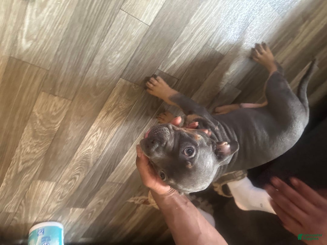 American Bully dogs for sale: Zoe - Image 6