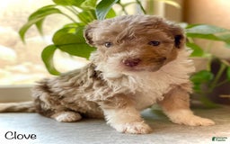 Mini Aussiedoodle dogs for sale: Clove - Image 2