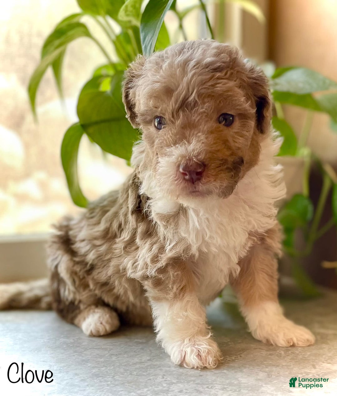 Mini Aussiedoodle dogs for sale: Clove - Image 2