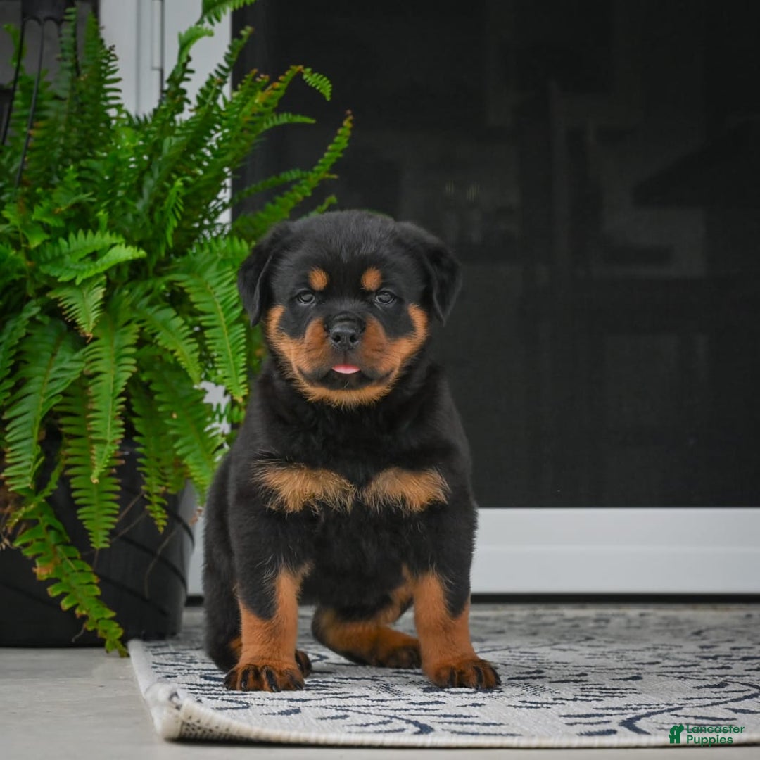 Rottweiler dogs for sale: Bella - Image 20