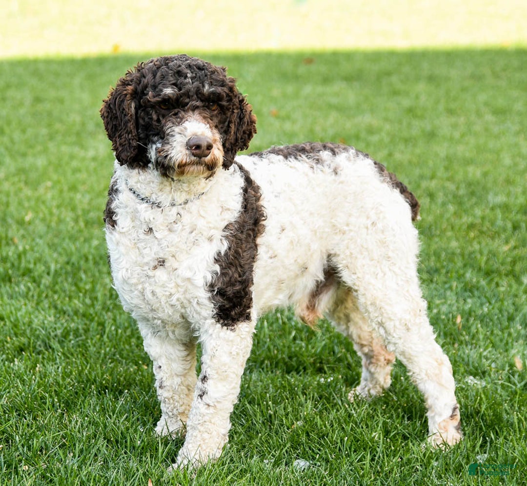 Mini Aussiedoodle dogs for sale: Connor - Image 7
