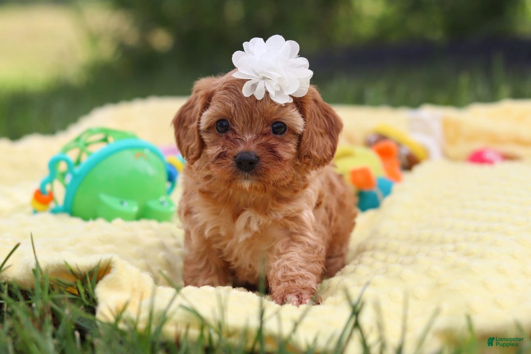 Cavapoo dogs for sale: Winnie - Image 6