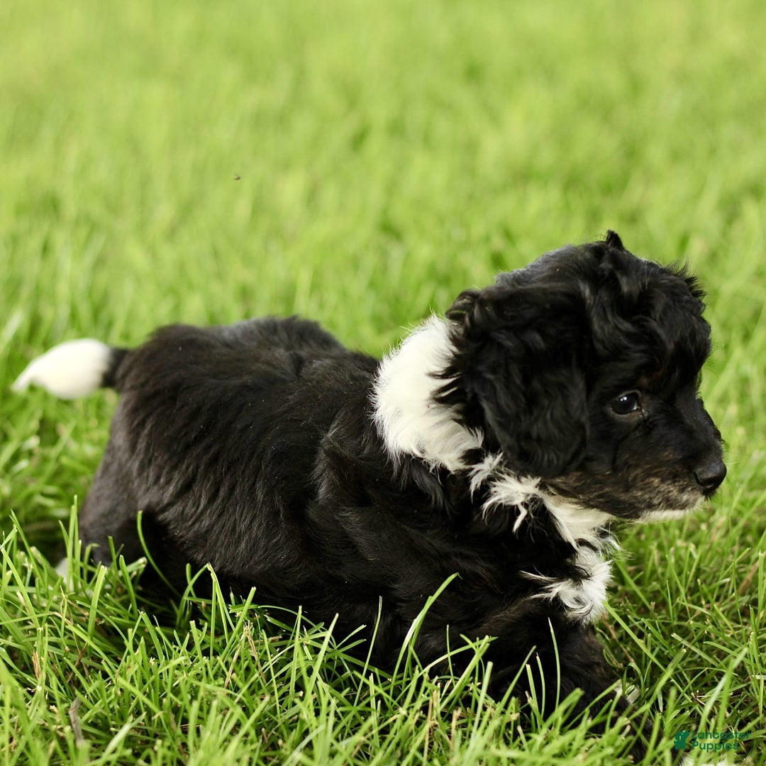 Havapoo dogs for sale: Marley - Image 2