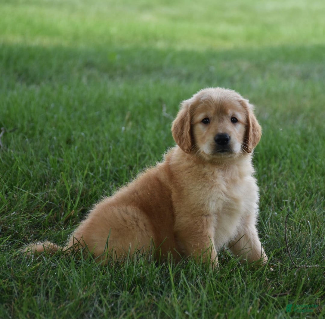 Golden Retriever dogs for sale: Golden Retriever 8 puppies - Image 14