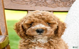 Toy Poodle dogs for sale: Moose - Image 5