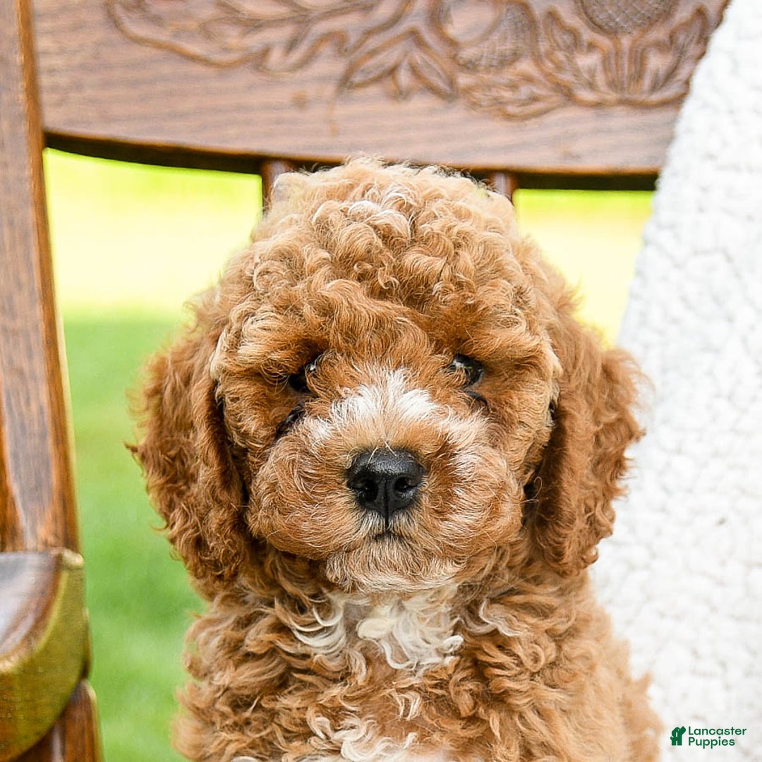 Toy Poodle dogs for sale: Moose - Image 5