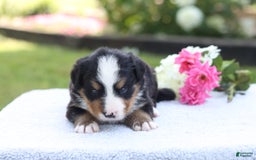 Bernese Mountain Dog dogs for sale: Presley AKC - Image 4