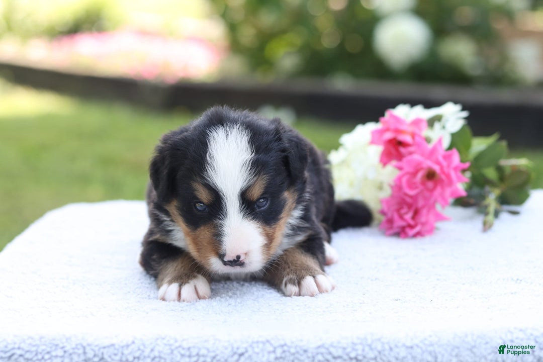 Bernese Mountain Dog dogs for sale: Presley AKC - Image 4