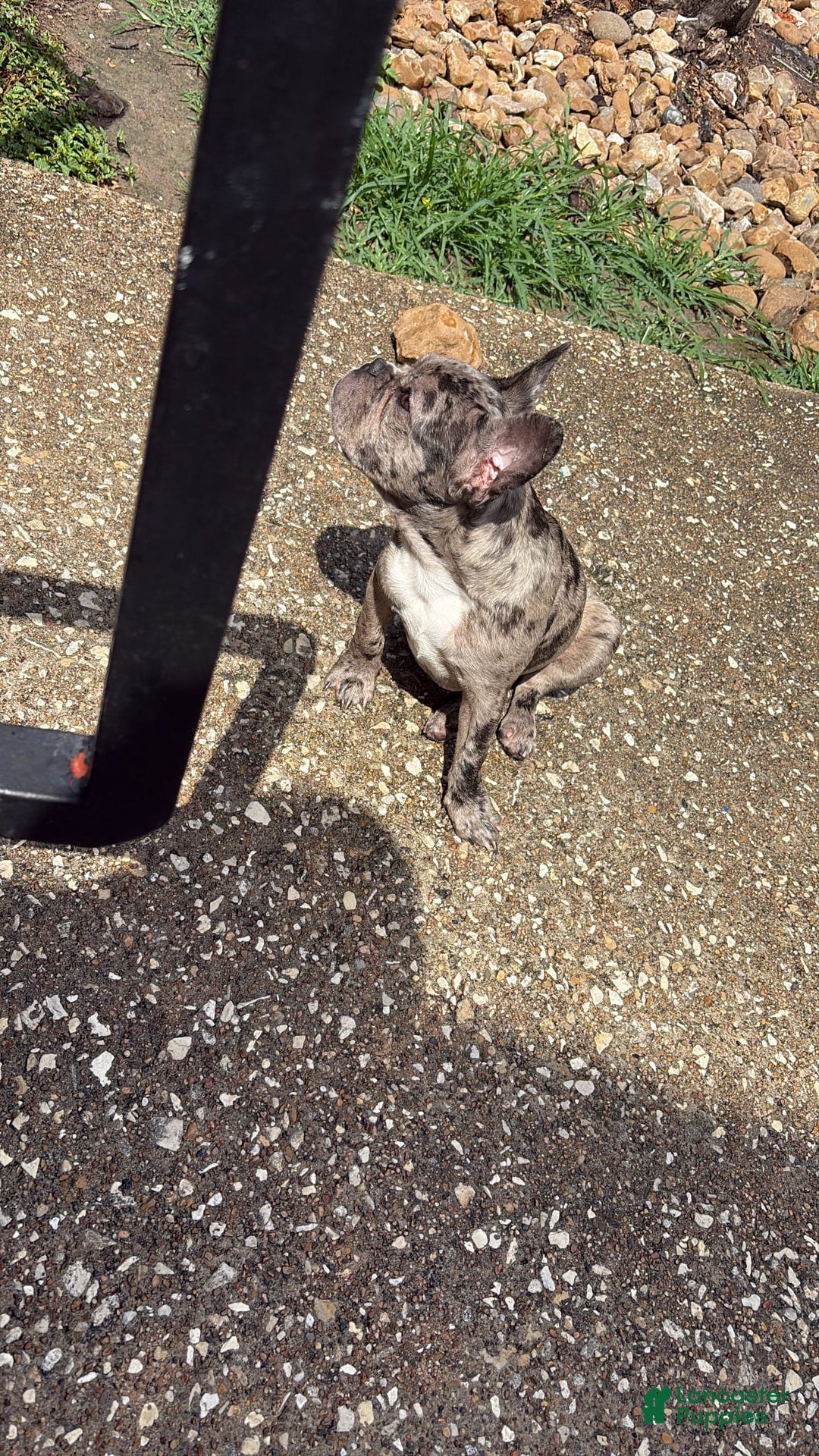 French Bulldog dogs for sale: Milo - Image 3