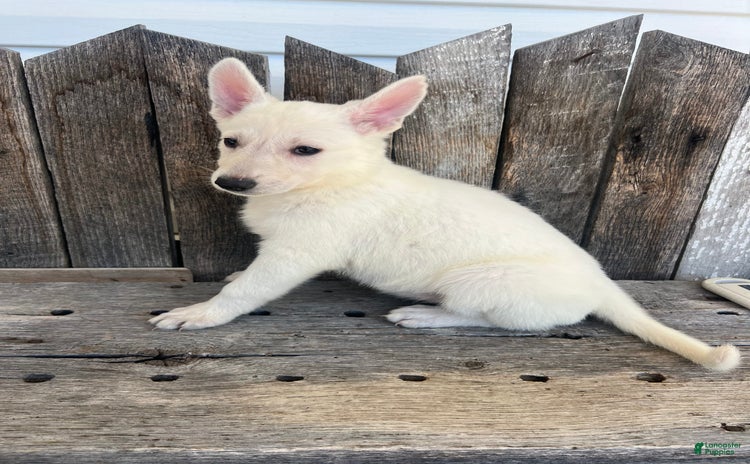 German Shepherd dogs for sale - Ad 5