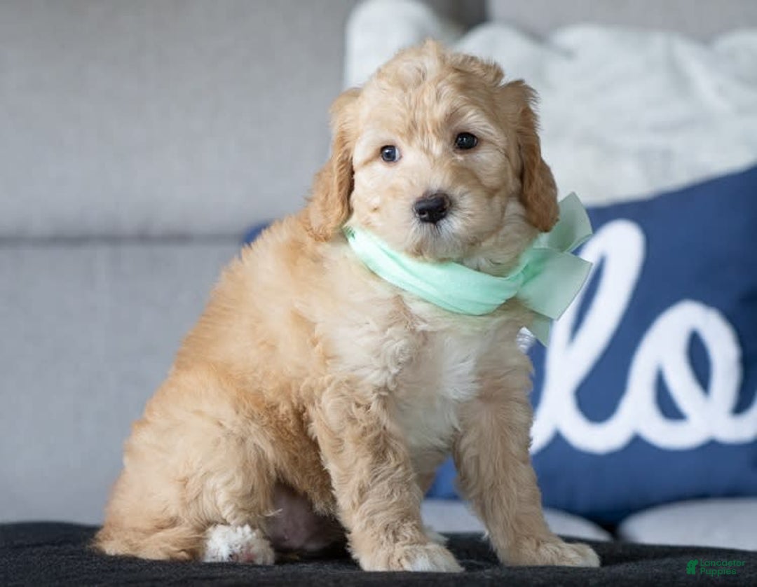 Mini Goldendoodle dogs for sale: Mia - Image 2