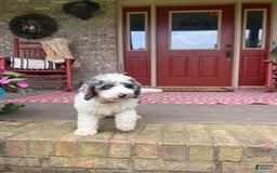 Mini Bernedoodle dogs for sale: Benji - Image 3