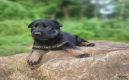 German Shepherd dogs for sale: Kat - Image 16