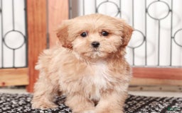 Shihpoo dogs for sale: Lavender - Image 2