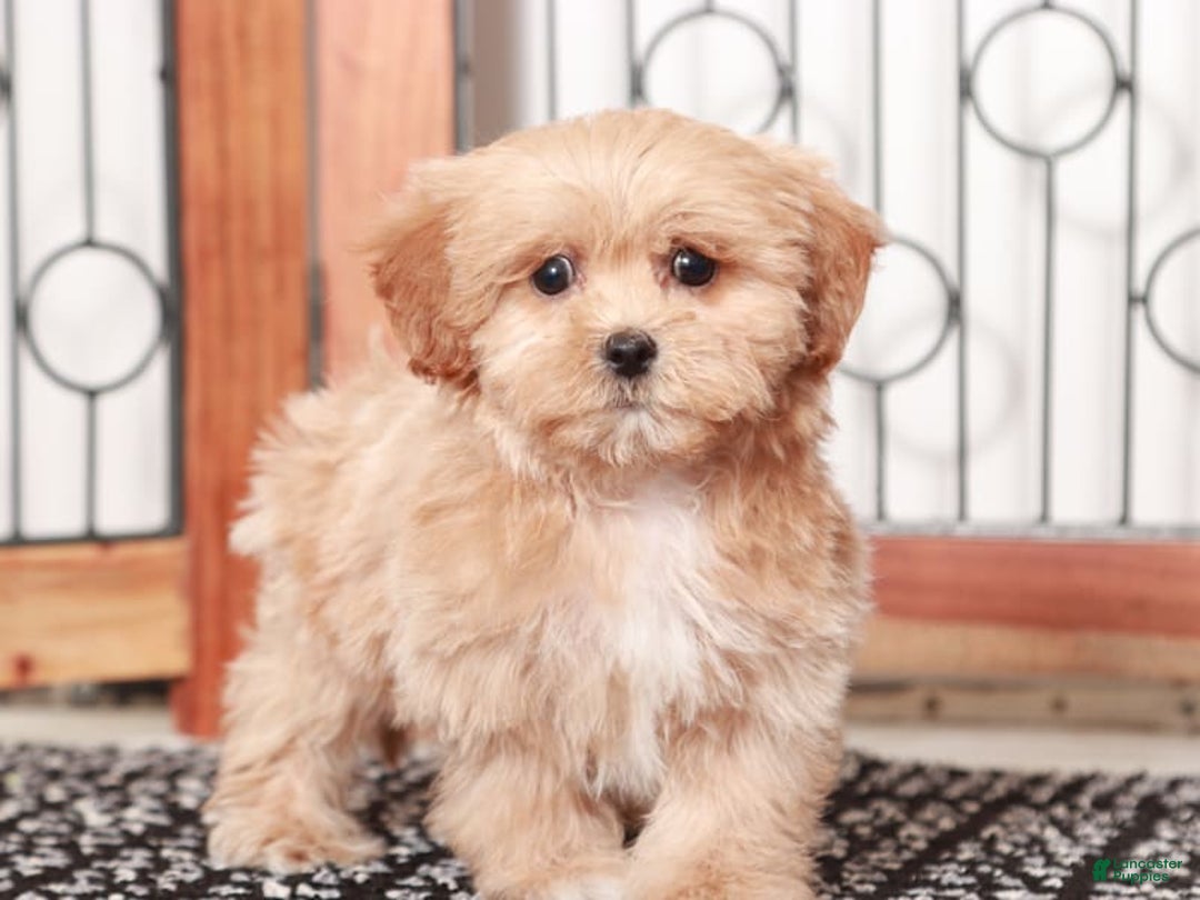 Shihpoo dogs for sale: Lavender - Image 2
