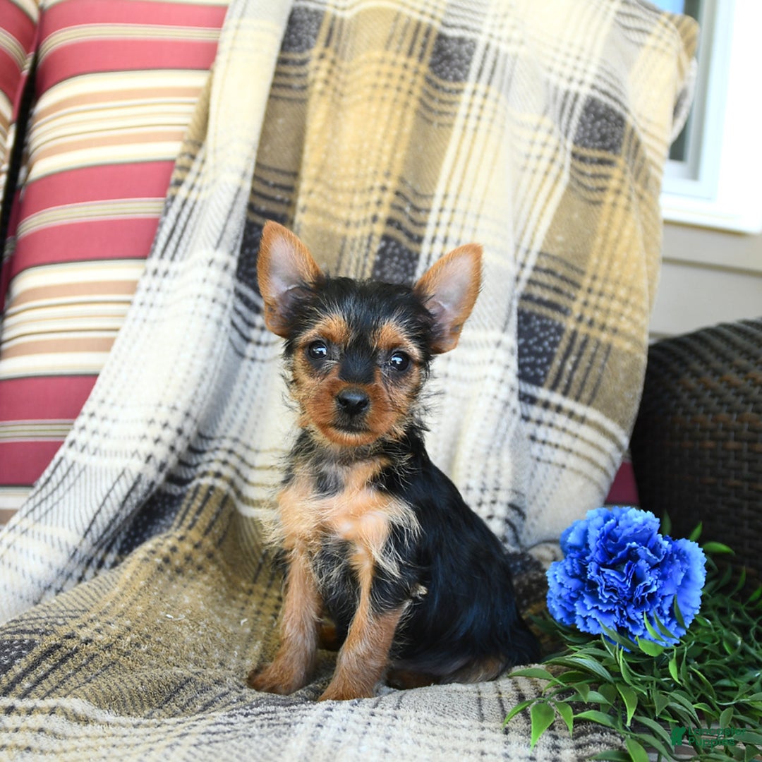 Yorkshire Terrier dogs for sale: Tilly - Image 1